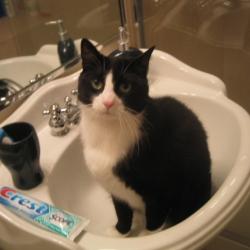 Cats in Sinks