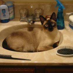 Cats in Sinks