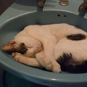 Cats in Sinks