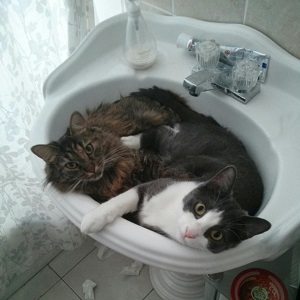 Cats in Sinks