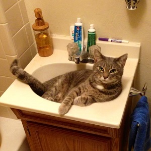 Cats in Sinks