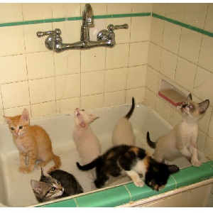 Cats in Sinks