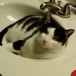 Cats in Sinks
