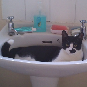 Cats in Sinks