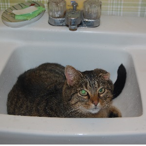 Cats in Sinks