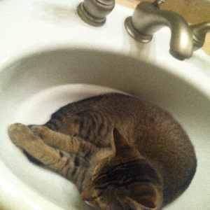 Cats in Sinks