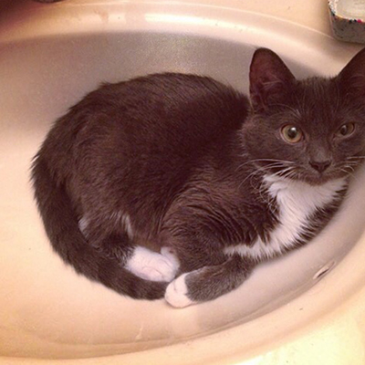 Cats in Sinks