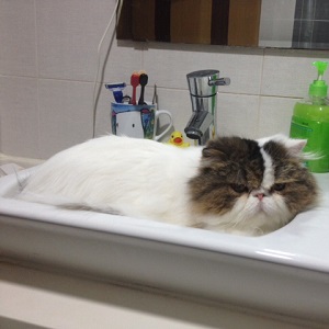 Cats in Sinks