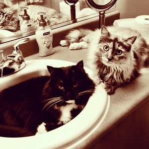 Cats in Sinks