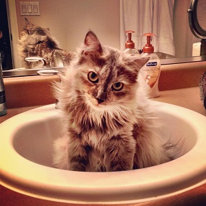 Cats in Sinks