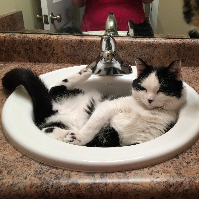Cats in Sinks