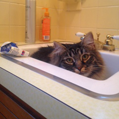 Cats in Sinks