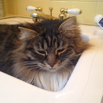 Cats in Sinks