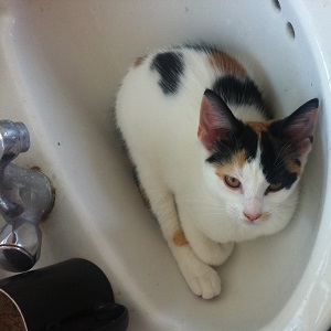 Cats in Sinks