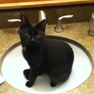 Cats in Sinks