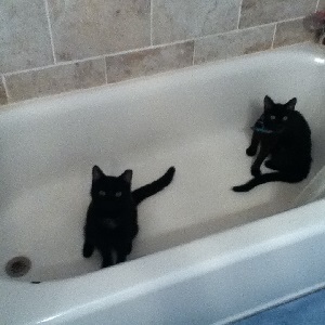 Cats in Sinks