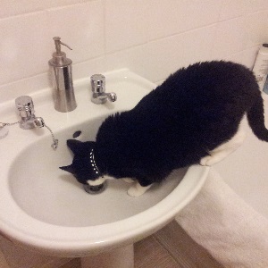 Cats in Sinks
