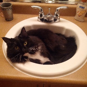 Cats in Sinks