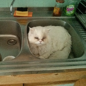 Cats in Sinks