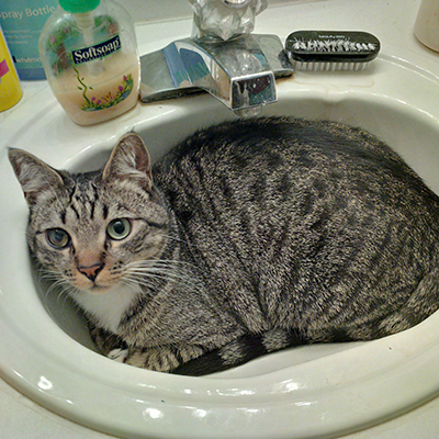 Cats in Sinks