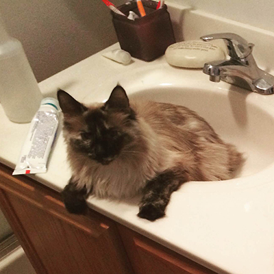 Cats in Sinks