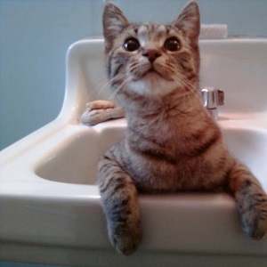 Cats in Sinks