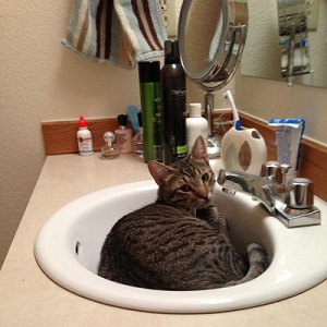 Cats in Sinks