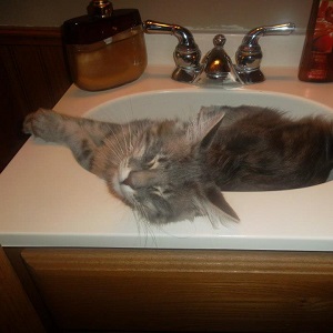 Cats in Sinks