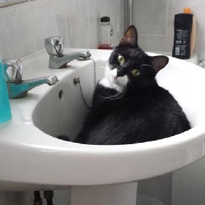 Cats in Sinks
