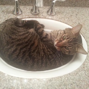Cats in Sinks