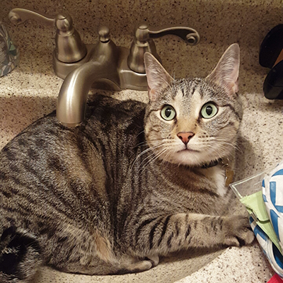 Cats in Sinks