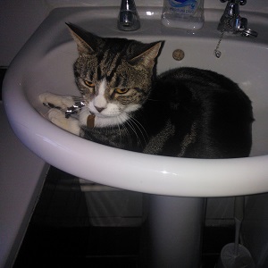 Cats in Sinks