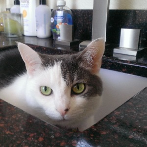 Cats in Sinks