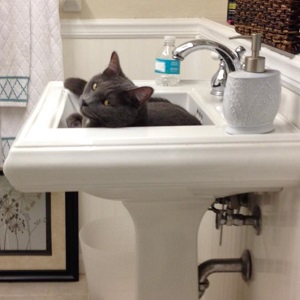 Cats in Sinks