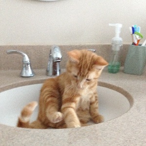 Cats in Sinks