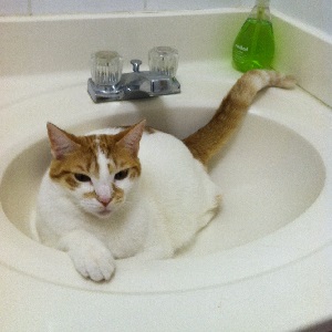 Cats in Sinks