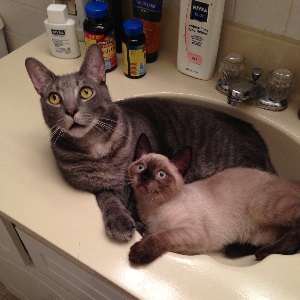 Cats in Sinks