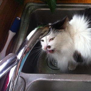 Cats in Sinks