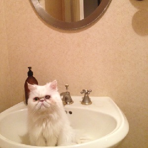 Cats in Sinks