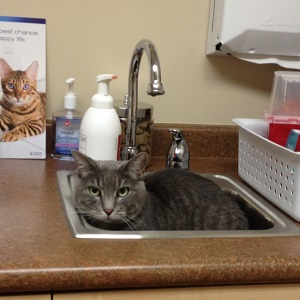 Cats in Sinks