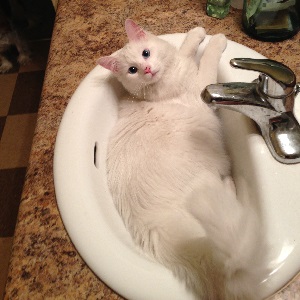 Cats in Sinks