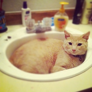 Cats in Sinks