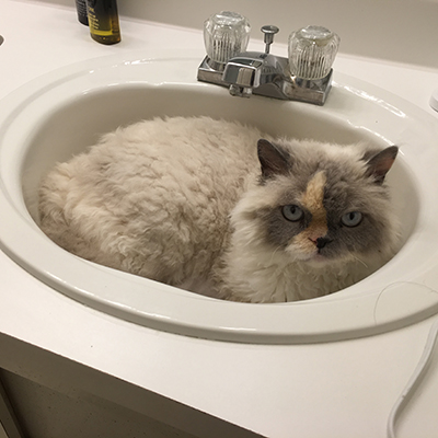 Cats in Sinks