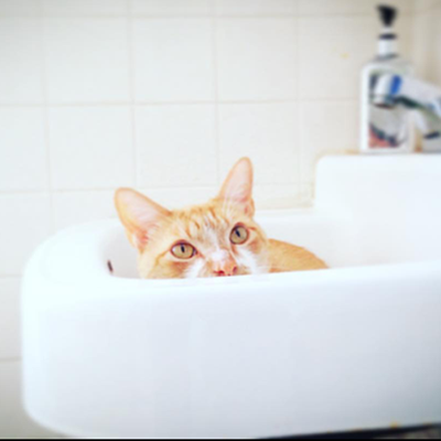 Cats in Sinks