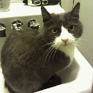 Cats in Sinks