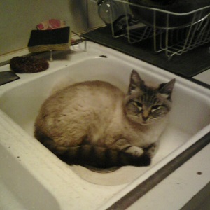 Cats in Sinks