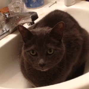 Cats in Sinks