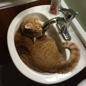 Cats in Sinks