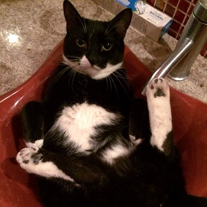 Cats in Sinks