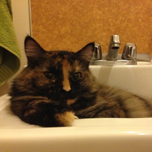 Cats in Sinks